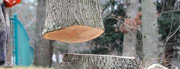 Best Tree Preservation Services  in Stock Island, FL